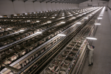 Activists overthrow American cage farms.