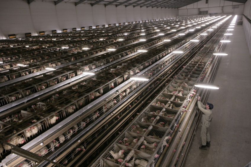 Activists overthrow American cage farms.