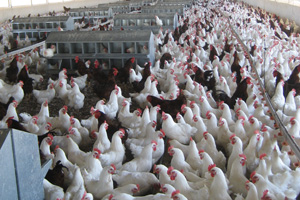 Both killed vaccines and live vaccines can reduce the decline in egg production associated with MG.