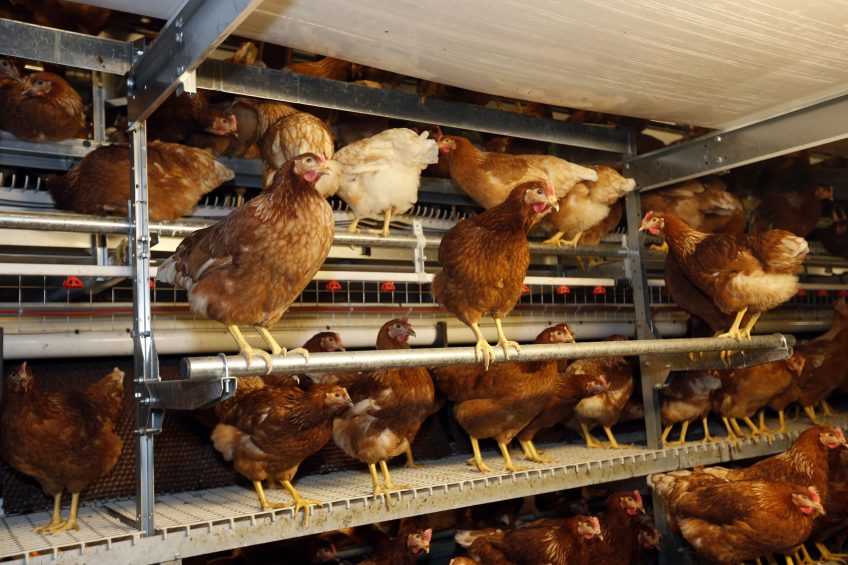 New RSPCA Assured welfare standards for hens now in force. Photo: Bert Jansen