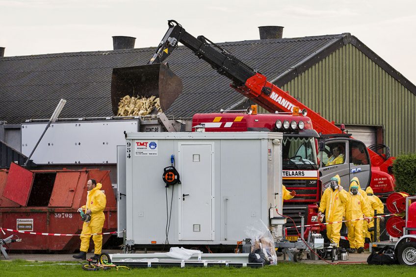 Over the past few weeks, more than 100,000 birds on 2 UK farms have been culled due to closures of processing plants because of Covid-19 outbreaks among factory workers. Photo: ANP/Vincent Jannink