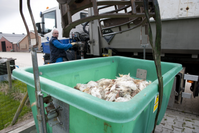 Mitigation of Salmonella associated with poultry carcasses is primarily accomplished by rendering or carcass composting.