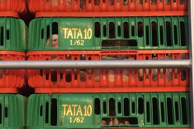 Bird welfare is high on the agenda in the UK, higher than in many places. Yet, extra regulations are proposed for transportation. Photo: Fabian Brockotter