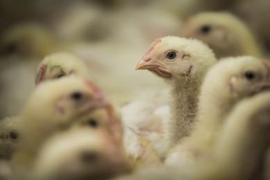 "Holistic approach can reduce antibiotics"