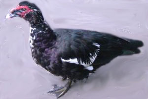 Duck Viral Enteritis hits Devons' Muscovy ducks