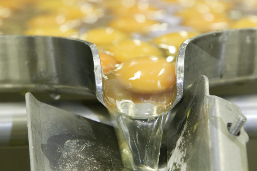 Ukrainian egg processing industry
