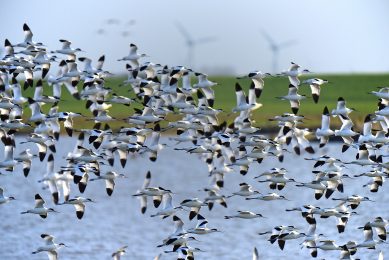 Research: Genome-based approach detects avian flu outbreaks. Photo: Pixabay