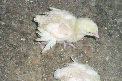 Chicks. Photo: Wouter Steenhuisen