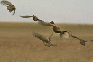 Are wild birds being made scapegoats for AI outbreaks?