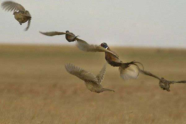 Are wild birds being made scapegoats for AI outbreaks?