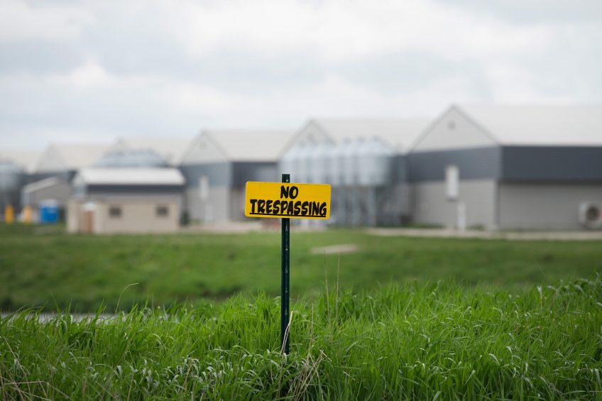 US broiler exports still recovering from AI. Photo: AFP Scott Olson