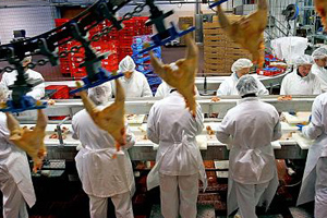 France: Only a few dozen jobs saved at Tilly-Sabco