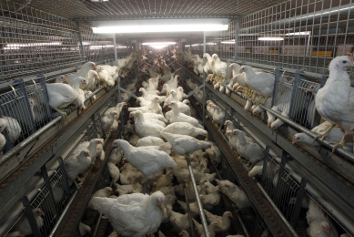 Tajikistan to increase poultry production by 40%