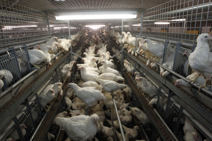 Tajikistan to increase poultry production by 40%