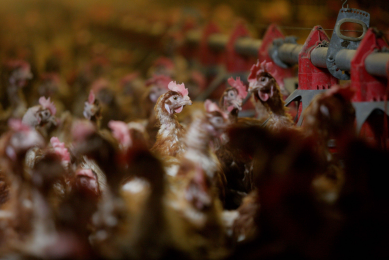 Mexico arms itself against avian influenza