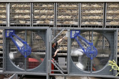 Using forced ventilation and water spraying can prevent heat stress in broilers and have a positive effect on meat quality. Photo: Hans Prinsen
