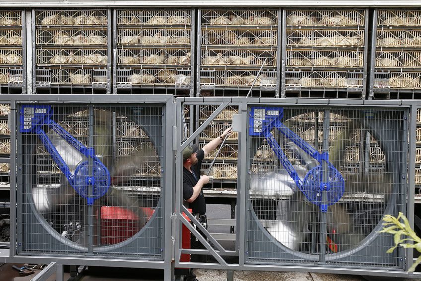 Using forced ventilation and water spraying can prevent heat stress in broilers and have a positive effect on meat quality. Photo: Hans Prinsen