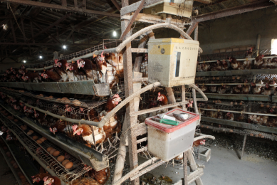 FAO calls for $20 million to prevent spread of AI in Africa