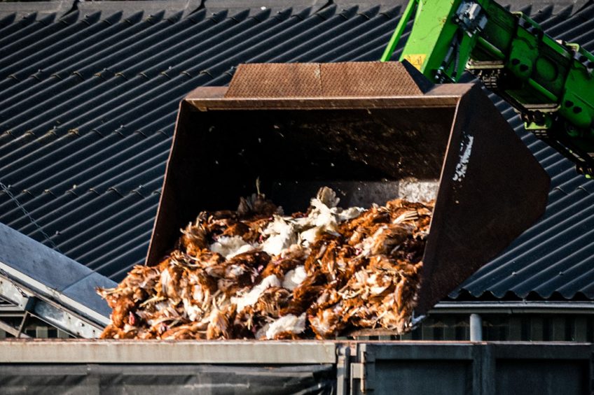 The Iranian veterinary authorities have culled 1.4 million birds due to the outbreak of bird flu H5N8 in 50 locations across the country.  Photo: ANP