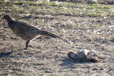 Govt vets join forces with hen welfare group on biosecurity. Photo: Andrew McCaren/LNP/REX/Shutterstock