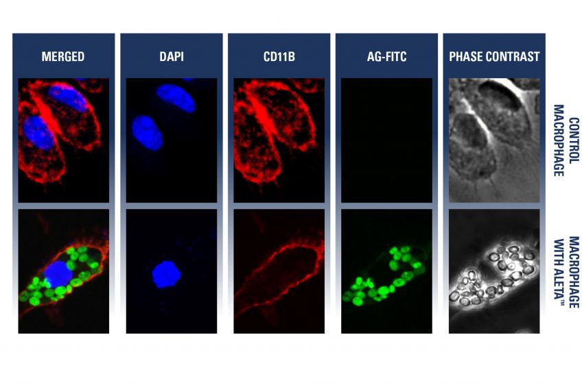 Figure 1 - Beta-(1,3)-glucan (green) is recognised and phagocytosed by macrophages (red =surface, blue=nucleus), a must to induce an immune modulating effect. Source: Kemin