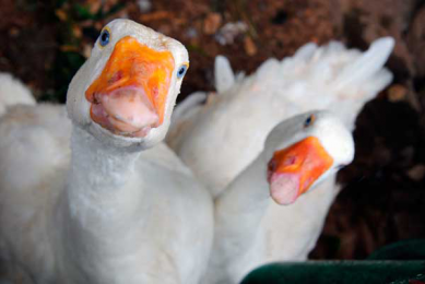 Artificial insemination in white geese lowers fertility