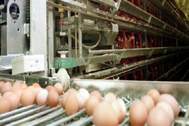 5 million birds at China’s largest egg plant