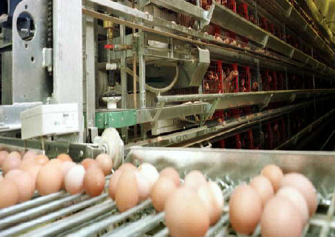 5 million birds at China’s largest egg plant