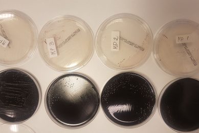 Through better detection of Campylobacter, a better prevention strategy can be developed. Photo: Dick van Doorn