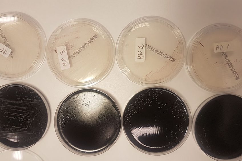 Through better detection of Campylobacter, a better prevention strategy can be developed. Photo: Dick van Doorn