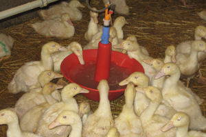 Animal friendly watering system for Pekin ducks