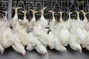 Study: Pre-stun shocks affect meat quality and profits