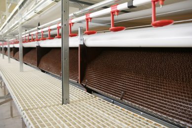 Dairy Farm International Holdings is to transition its Meadows Brand eggs in Hong Kong and Singapore to cage-free. Photo: Jan Willem Schouten