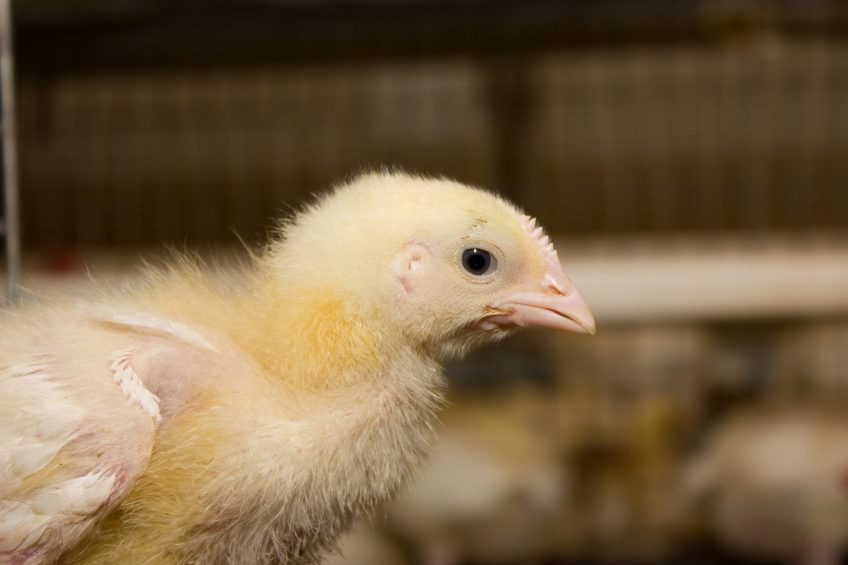 Processed soya to improve performance of broiler chickens. Photo: RBI