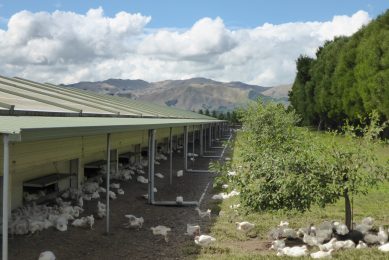 Lessons for broiler farmers from across the globe. Photo: Patrick Hook