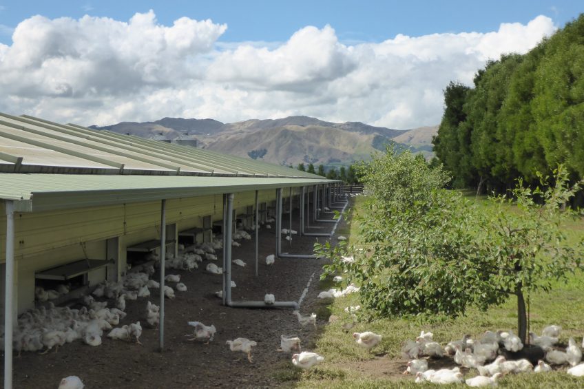 Lessons for broiler farmers from across the globe. Photo: Patrick Hook