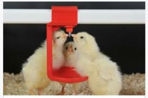 Effect of essential oils on Salmonella Heidelberg