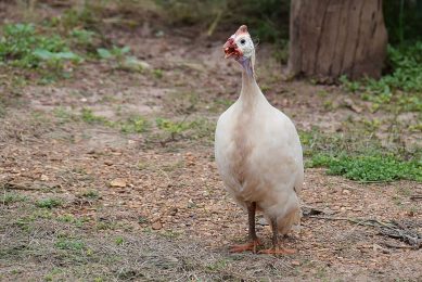 According to the USDA, poultrymeat production has been slower to develop, because of the lack of access to larger quantities of feed. Photo: Pxfuel