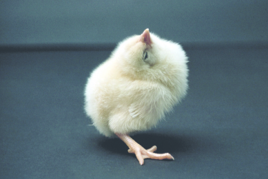 What's wrong with this chick? Photo: GD