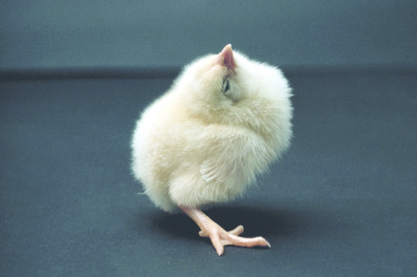What's wrong with this chick? Photo: GD