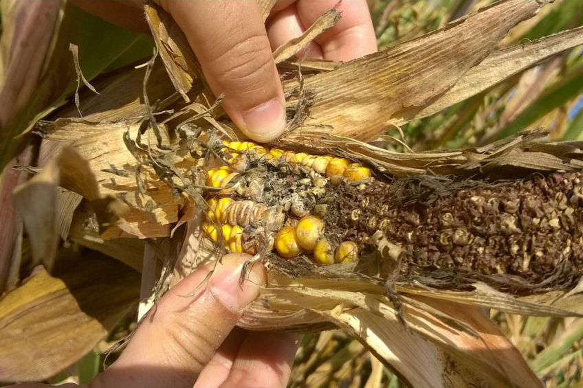 The Alltech survey shows that climatic problems impacted the production  of maize grown in the Czech Republic, northern Austria, Slovakia,  Hungary, Romania and Bulgaria.<br />[Photo: Alltech]