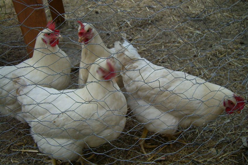Yila Yusuf from the Central Bank of Nigeria said that between the last quarter of 2019 and November 2020, poultry farmers had received US$ 31 million. Photo: CGilbert via Wikimedia Commons