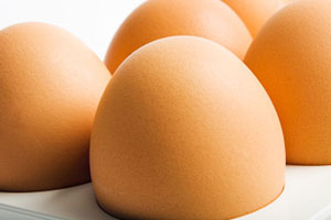 FAO/IEC seminar for Southern African egg industry