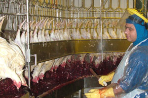 Denmark bans ritual halal poultry killings