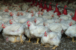 Understanding transmission of Mycoplasma synoviae