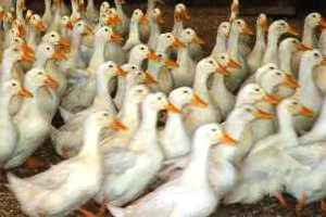 pekin ducks