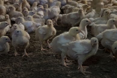 The Smena 9 crossbreed was described as a fast-growing broiler with a high yield of pectoral muscles, a lower fat content, a high feed conversion and uniformity. Photo: Ton Kastermans fotografie