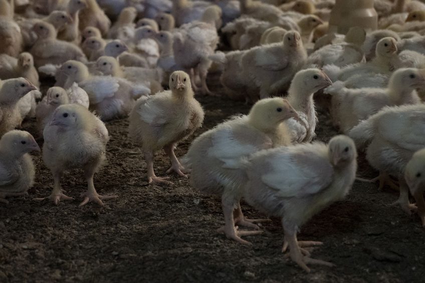The Smena 9 crossbreed was described as a fast-growing broiler with a high yield of pectoral muscles, a lower fat content, a high feed conversion and uniformity. Photo: Ton Kastermans fotografie