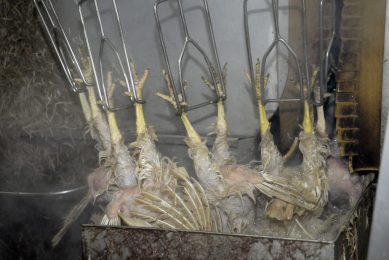 Feather meal and its nutritional impact. Photo: Marten Sandburg