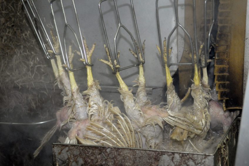 Feather meal and its nutritional impact. Photo: Marten Sandburg